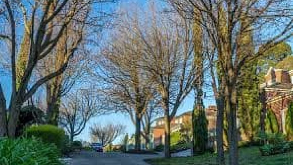 Taxi Service in Forest Hill (3131)